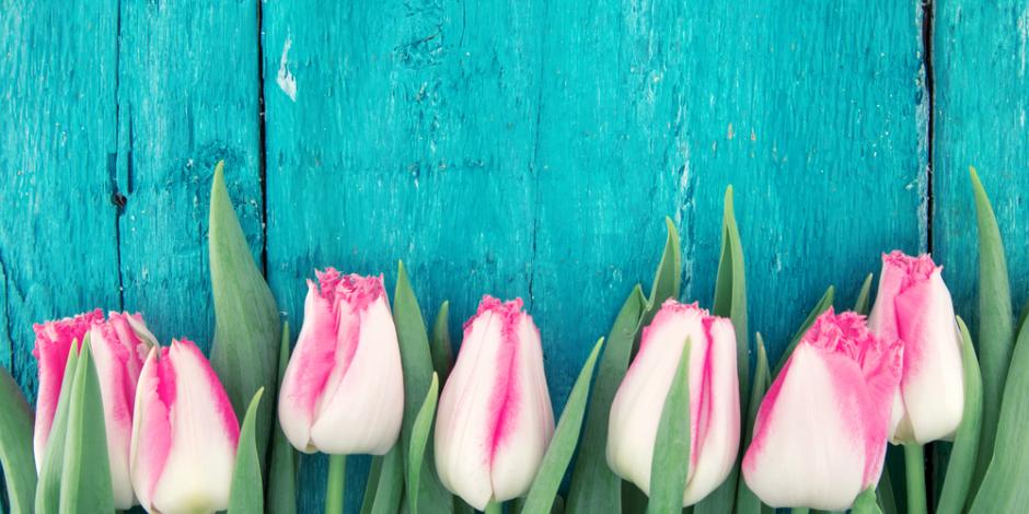 spring tulips